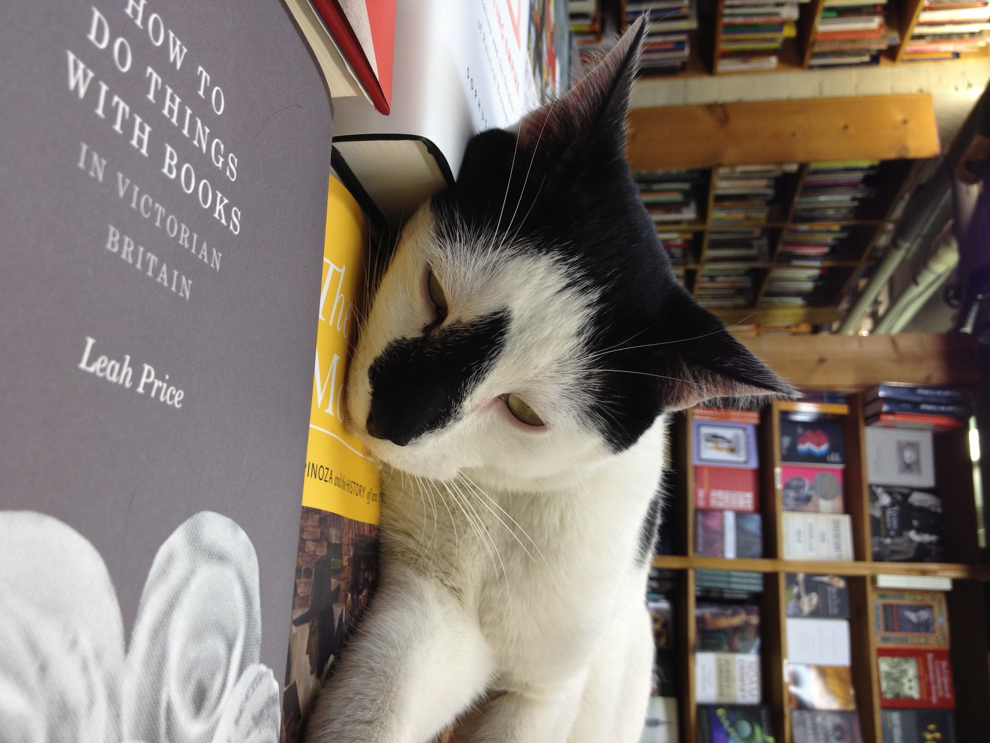 cat reading How to Do Things with Books in Victorian Britain